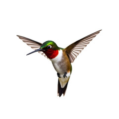 Fototapeta premium Colorful Hummingbird Hovering with Wings Spread