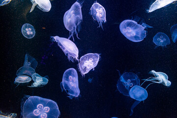 An Underwater scene of various jellyfish floating in the dark ocean. The jellyfish are glowing with beautiful lights