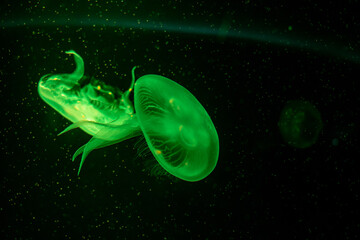 A glowing green jellyfish illuminated against a black background, highlighting its translucent form