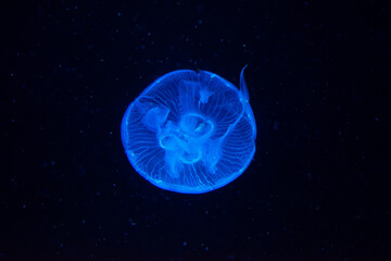 A mesmerizing bioluminescent jellyfish gracefully suspended in the deep ocean. The jellyfish's...