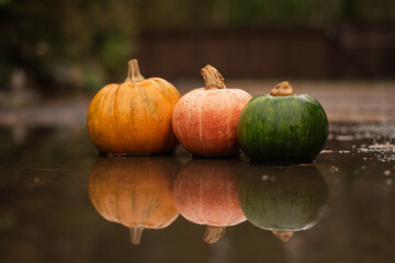 Two orange and one green  pumpkins with reflection in water