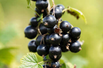 Close-up of beautiful black organic blackcurrant bunch