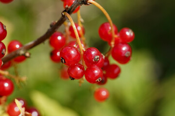 Close-up of beautiful bright organic red currant bunch