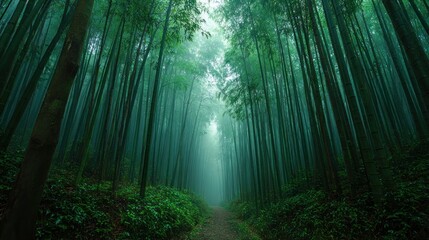 Obraz premium Misty bamboo forest path (1)