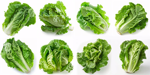 raw Lettuce leaf isolated on white background set collections