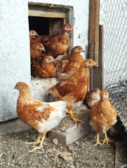 Little chicks that have just started to take on feathers. Red hens. 
