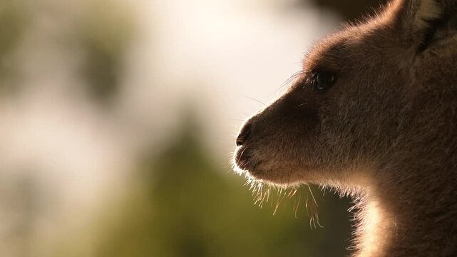 Eastern Grey Kangaroo enjoying the afternoon sun.