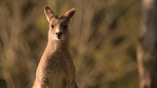 Eastern Grey Kangaroo enjoying the afternoon sun.