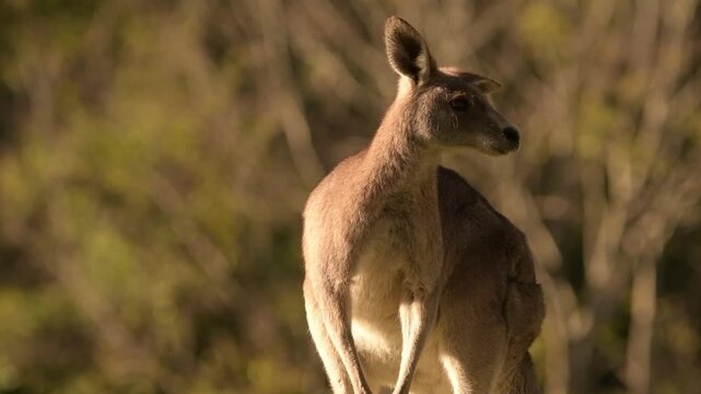 Eastern Grey Kangaroo enjoying the afternoon sun.