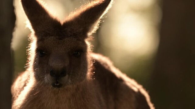 Eastern Grey Kangaroo enjoying the afternoon sun.
