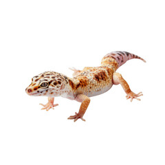 Obraz premium A Leopard Gecko Poses Against A Pristine White and Transparent Background.