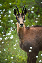 a adult chamois buck, rupicapra rupicapra, in cotton flowers on a mountain meadow at a summer morning