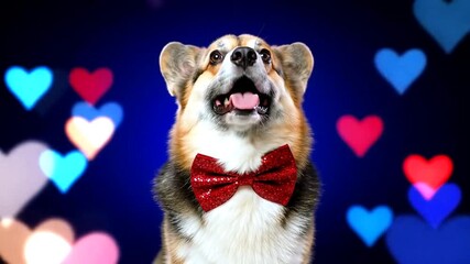 A charming and dapper Welsh Corgi dog celebrating love, wearing a festive red sequin bow tie.