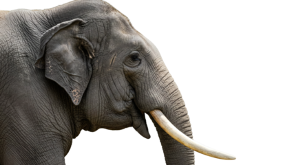 Close-up profile of an elephant's head and trunk.