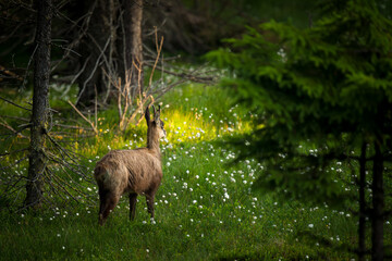 a young chamois female, rupicapra rupicapra, in cotton flowers on a mountain meadow at a summer morning