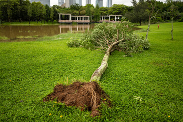 Uprooted Tree with Exposed Roots in Urban Park with City Skyline