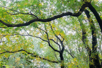 Autumn Forest Canopy with Twisted Branches from Below