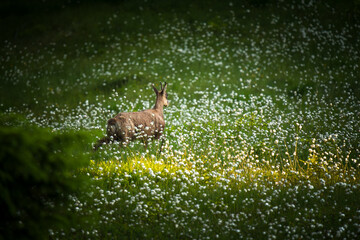 a young chamois female, rupicapra rupicapra, in cotton flowers on a mountain meadow at a summer morning