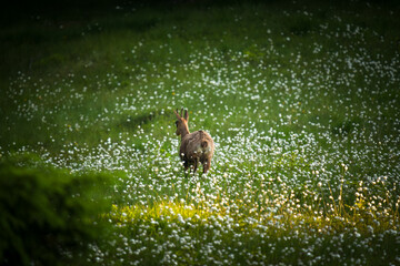 a young chamois female, rupicapra rupicapra, in cotton flowers on a mountain meadow at a summer morning