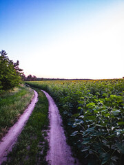 Dirt road among sunflower field along forest at sunset. Green plants, blue sky, nature.