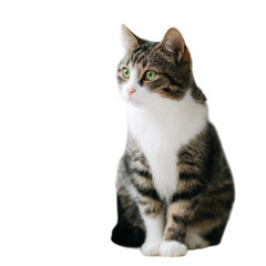 Cat sitting by window frame, natural light look, white background --v 7.0 --raw --ar 1:1 --exp 10 --stylize 50 --no shadow --p fig9u4r