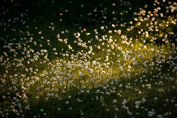 the blossoms from cotton grass on a high moorland in the sunrise at a summer day