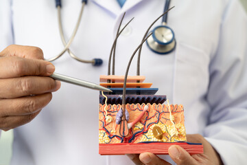 Asian dermatologist doctor holding skin structure model anatomy for treatment in hospital, hair...