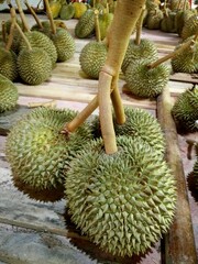 Fresh Thai Durians with Stems on Wooden Floor, Tropical Exotic Fruits at Local Fruit Market in Thailand 
