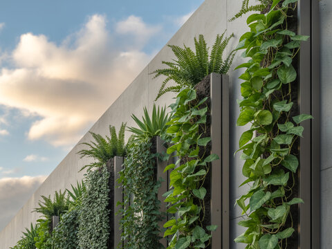 Green vertical garden on concrete wall with blue sky - Powered by Adobe