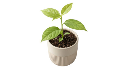 Isolated Small Potted Plant