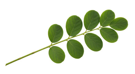 Obraz premium Isolated Green Leafy Branch