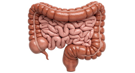 Isolated Human Colon