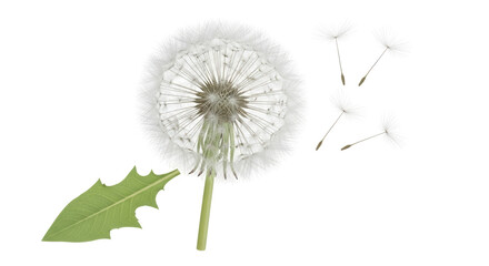 Isolated Dandelion