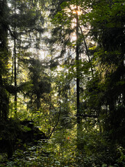 The sun's rays break through the branches of trees in the forest