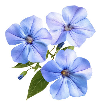 PNG Blue periwinkle flowers petals blue art.