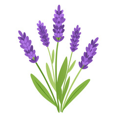 Fototapeta premium Lavender Flowers Bunch – Botanical Vector Illustration