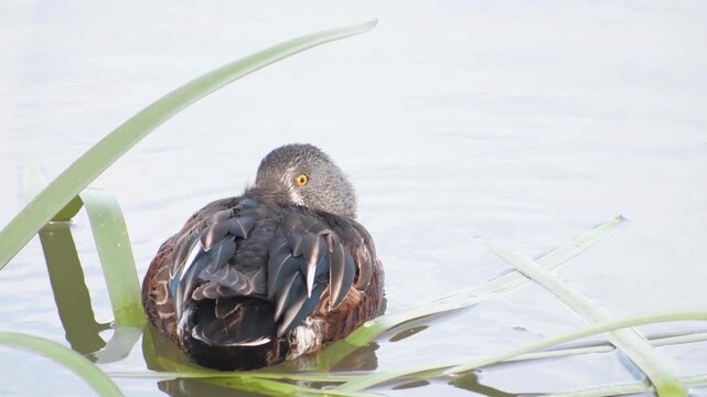 Australasian Shoveler