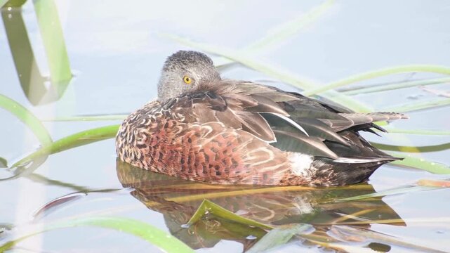 Australasian Shoveler On Water