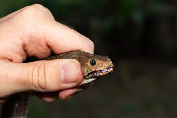 Safely necking a Mozambique Spitting Cobra (Naja mossambica), KwaZulu-Natal, South Africa