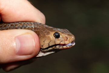 Safely necking a Mozambique Spitting Cobra (Naja mossambica), KwaZulu-Natal, South Africa