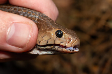 Safely necking a Mozambique Spitting Cobra (Naja mossambica), KwaZulu-Natal, South Africa