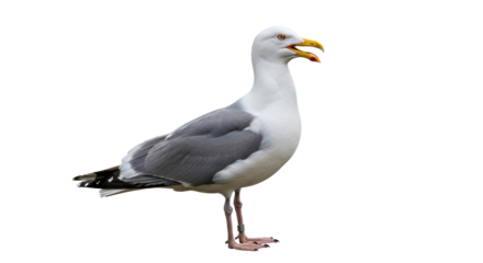 Isolated Seagull Standing