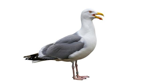 Isolated Seagull Standing