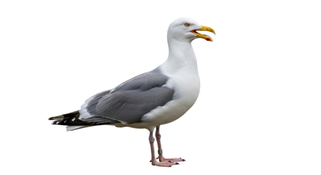 Isolated Seagull Standing