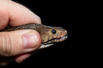 Safely necking a Mozambique Spitting Cobra (Naja mossambica), KwaZulu-Natal, South Africa. Against...