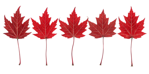 Five vibrant red maple leaves showcase intricate vein patterns and autumnal beauty against a transparent backdrop for design elements isolated on transparent background