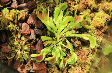 Venus Flytrap (Dionaea Muscipula) reveals nature’s paradox of beauty and danger embodying the...