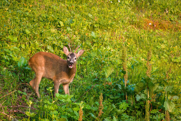 a young roe buck in the sunrise on a mountain meadow at a summer