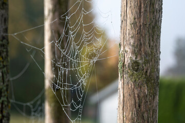 side view to a spider web with dew drops