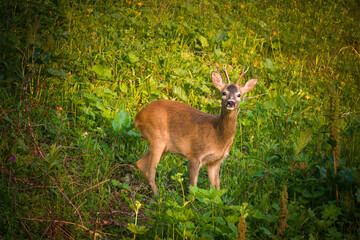 Obraz premium a young roe buck in the sunrise on a mountain meadow at a summer